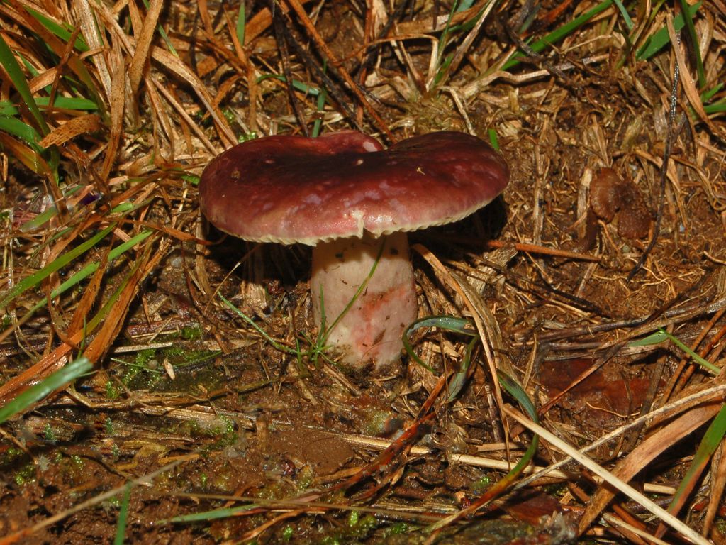 Una russula da determinare